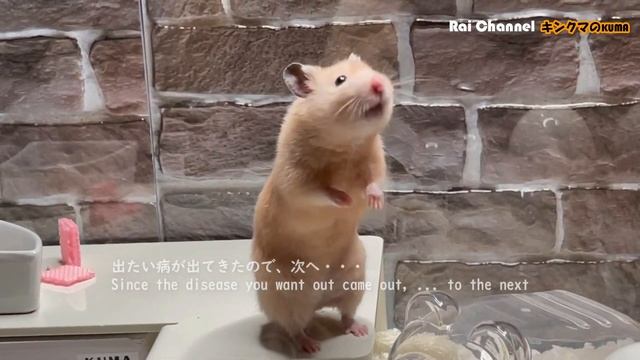 ハムスターが初のイチゴウエハースを【日常行動観察】キンクマハムスター
