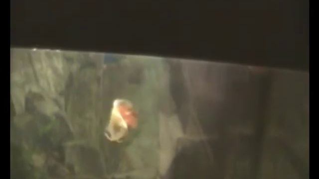 Лялиус (Colisa lalia) смотреть онлайн