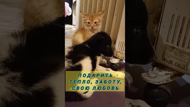 помощь хвостикам приюта #собакавдобрыеруки #всемпособаке #собакадруг #возьмиизприюта