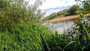 Охота на цапель и бакланов в Беларуси 2024 часть 5