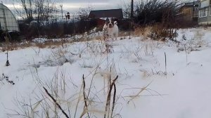 Американский булли🔥🔥🔥5 месяцев