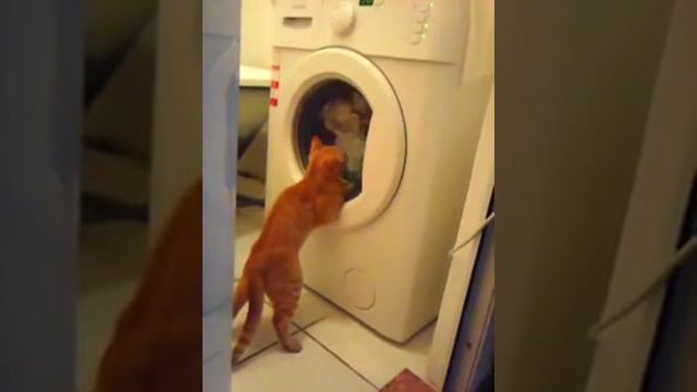 Кошка и стиралка