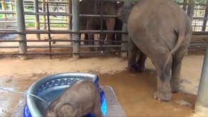elephant likes water слон любит воду