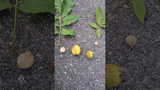 Shellbark vs. Shagbark Hickory #themilkweedman #hickory #shellbark #shagbark #foraging