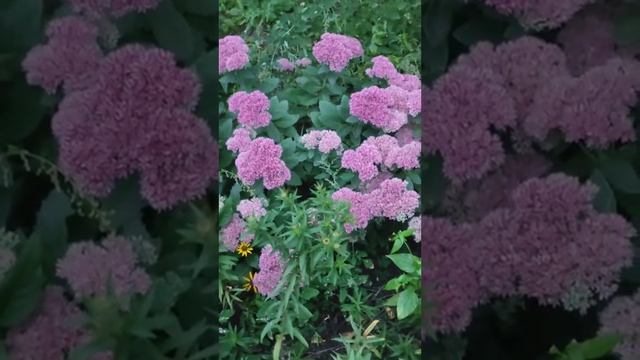 Прогноз по знакам зодиака на 7 ноября смотреть онлайн