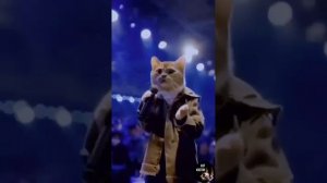 #Кот_Костян #Мая_Лето С Днём Рождения дорогой Котик