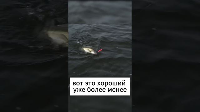 Судак с полива на Rerange MR  #norstream #норстрим  #fishing #рыбалка #спиннинг #судак