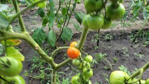 Подкормка томатов калийным удобрением 3.11.38 в июле и августе.