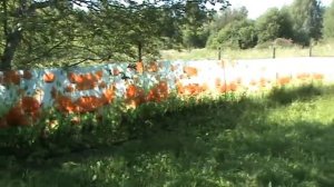 Декорирование забора сетки рабицы. Фотозабор для дома или дачи