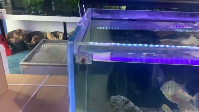 Methylene blue will turn your silicon blue! смотреть онлайн