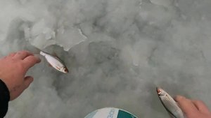 Заготовка живцов \ Рыба сошла с ума \ Они сами лезут на лёд \ Ловим её руками \ 19 ноября