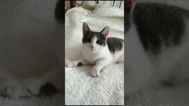 Котенок девочка в добрые руки смотреть онлайн