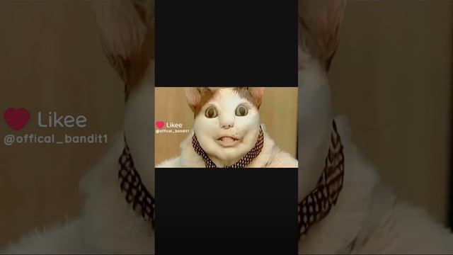 кот бу