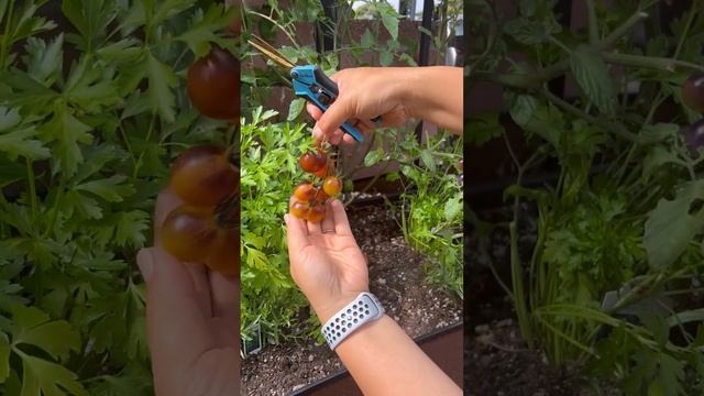 Love this new F1 Hybrid tomato: Indigo Kumquat!!It’s gorgeous at all stages.