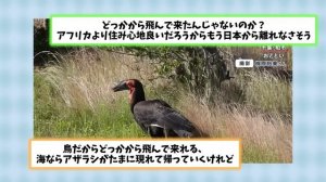 【2ch動物スレ】「ヒクイドリ？強そうな名前やけど所詮は鳥やろ？ワイでも勝てるで」