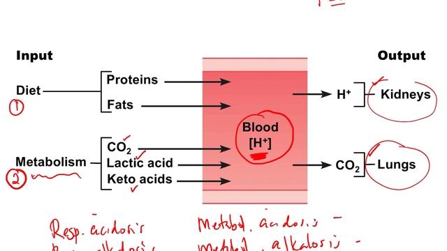 Chapter 19 Urinary Part 3 of 3 смотреть онлайн