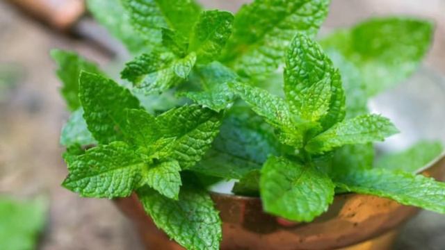 INVICTUS PLATINUM 😎 LANÇAMENTO DE PACO RABANNE 👉🏼 RESENHA COMPLETA смотреть онлайн