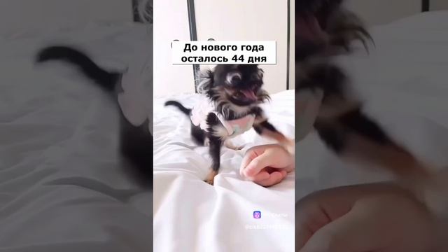 что у вас на носу? сопля?