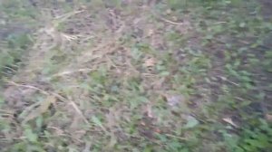 Опята во дворе