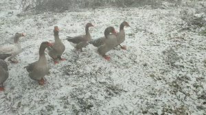 Почему я продал всех коз 🦙 и больше заниматься не хочу? 🤔