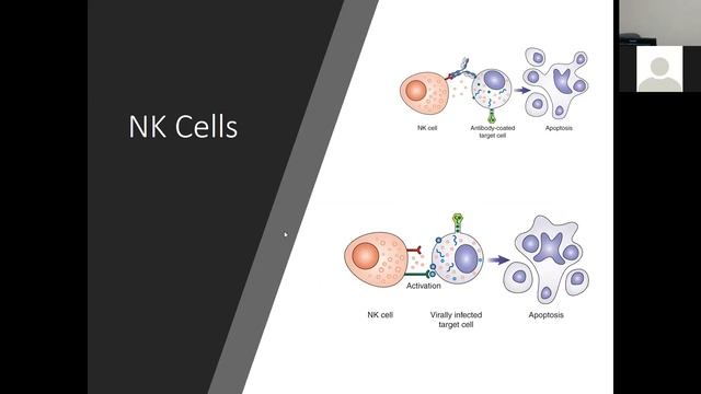Immunology | Lecture #3 | Adaptive Immunity Part 1 смотреть онлайн