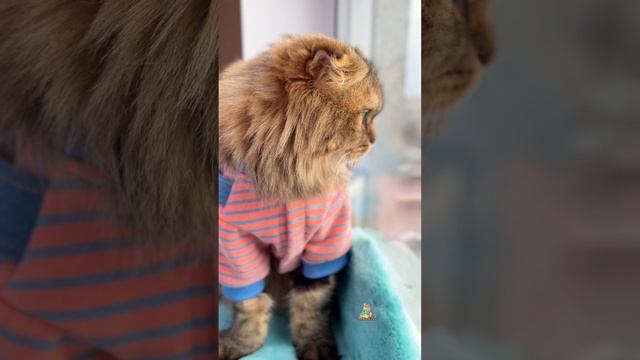 Улыбайтесь почаще!😻 #котики #юмор #кот