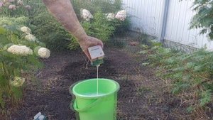 Органические подкормки гортензии..Уход за растением в июле и августе...🌱