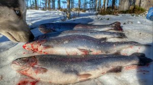 МЫ НАШЛИ РЫБУ СВОЕЙ МЕЧТЫ | ЛУЧШАЯ ЗИМНЯЯ РЫБАЛКА В ЖИЗНИ | РЫБАЛКА 2020