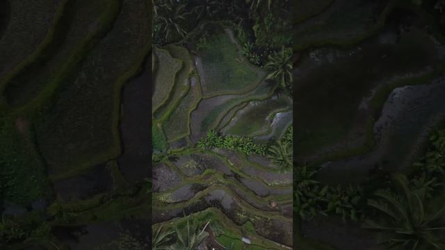 Рисовые террасы. Бали Подписывайся, здесь про жизнь, путешествия и движение к мечтам