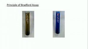 A full explanation about Bradford assay, Coomassie Brilliant Blue and the calibration curve