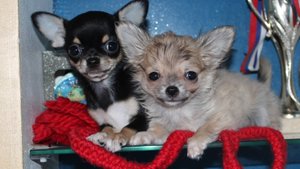 Щенятки Чихуахуа, помёт "Г...", 12 недель. и Эльф, годик)