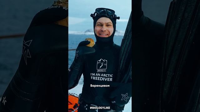 Что такое фри дайвинг? #дайвинг #фридайвинг #diving #freediving
