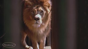 Зоопарк . Лев .