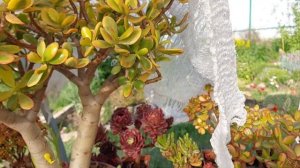 Крассула перфората. Что с моей эхеверией.