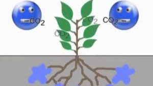 Photosynthesis song by Peter Weatherall.wmv