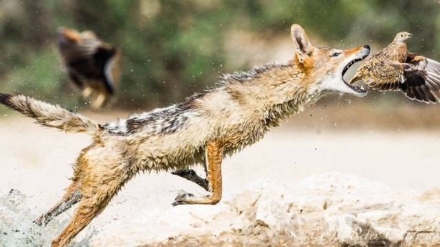 Eshakda barmoq bilan porno surat