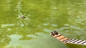 Мама утка контролирует утят у фонтана «Солнце» в Петергофе