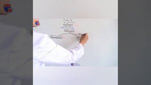 Биология. Цикл Кребса.