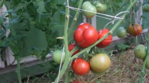 Сорт - "СЛАСТЁНА". Томаты от Фёдора.