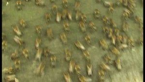 Откуда вышел рой