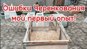 🌲Ошибки при черенкование хвойных растений🌳
