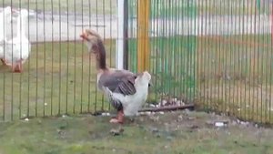 серые холмогорские гуси