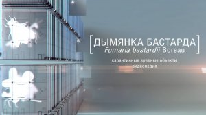 Дымянка Бастарда (Fumaria bastardii Boreau)