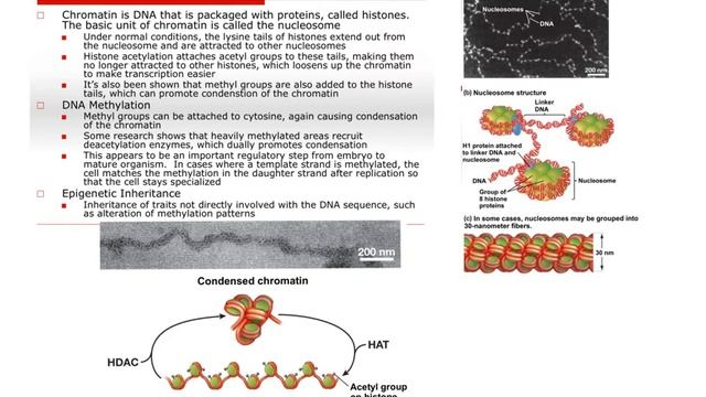 Gene Regulation for AP Biology смотреть онлайн