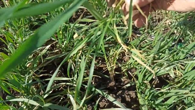 Žieminiai kviečiai/Zeppelin kovo mėn смотреть онлайн