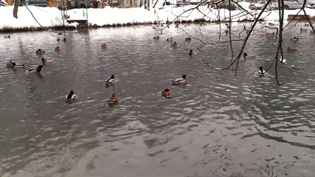 Утки ныряют,купаются! смотреть онлайн