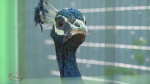 Зоопарк .  Павлин