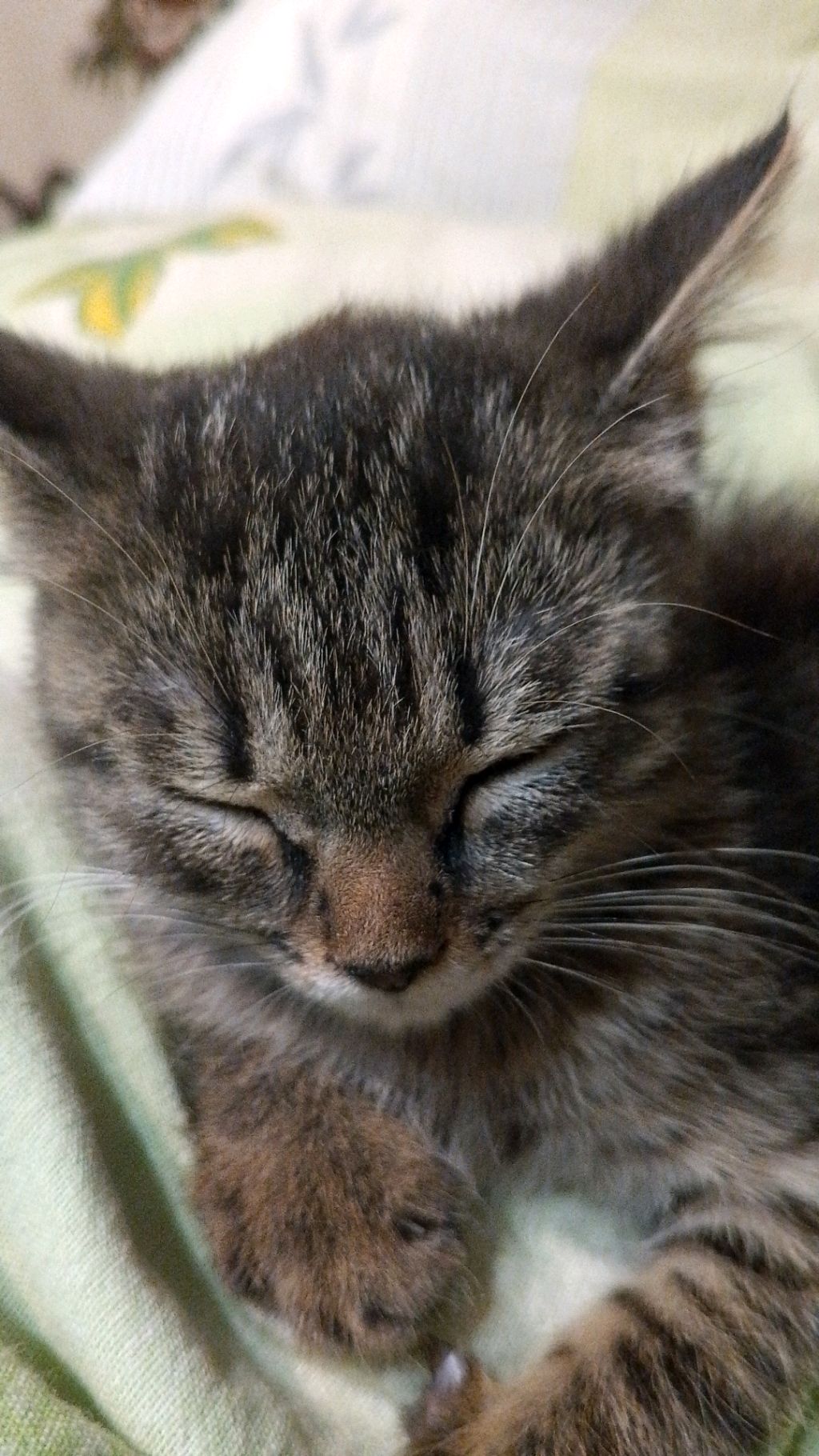 тапаю котёнка