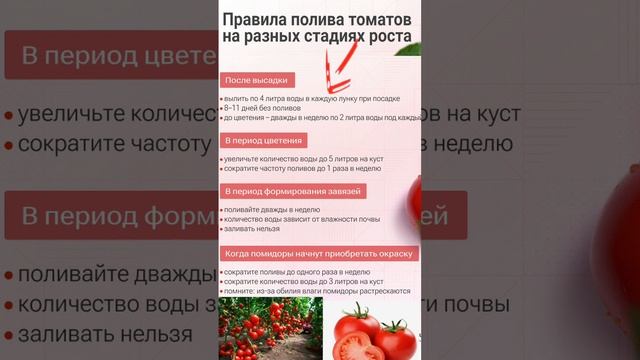 ВЫРАЩИВАЕМ ТОМАТЫ #огородныедела #дачаогород #выращиваниепомидоров