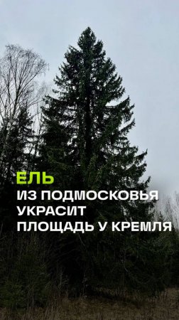 Главную новогоднюю елку России привезут из подмосковной деревни Знаменки